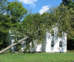 Comprehensive Hurricane Tree Prep in Jacksonville