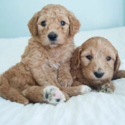 Adopt A Goldendoodle In California