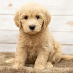 Adorable Toy Goldendoodle California