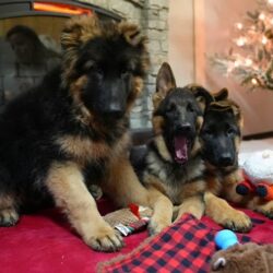 Long-Haired German Shepherd Puppies